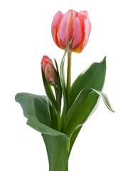 pretty pink tulip close up at spring