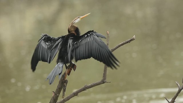 Oriental darter or Indian darter closeup perched on branch flap wings in green background at keoladeo national park or bharatpur bird sanctuary, rajasthan, india - anhinga melanogaster