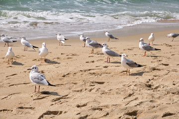 Seagulls near the Ocean on a Beach on a Sunny Day