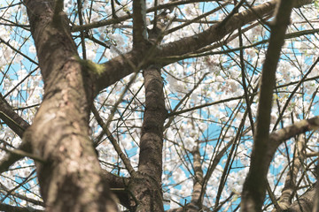 Fototapeta premium Blossom on sunny backdrop. a beautiful tree in bloom. Beautiful nature spring background with a branch of blooming sakura. Copy space for text