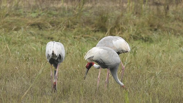 sarus crane or Grus antigone family in keoladeo national park or bharatpur bird sanctuary, rajasthan, india 