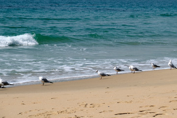 Seagulls near the Ocean on a Beach on a Sunny Day