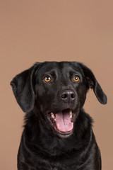 Fototapeta na wymiar A cute enthusiastic focused black domestic dog with brown eyes looking up and slightly off camera with his mouth open showing his teeth and tongue on a light brown background studio shot. Happy doggy
