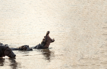 Fototapeta premium Hippo with open mouth and big teeth