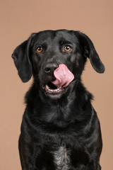 Hungry cute black dog pet sitting in studio with a brown background sticking his tongue out and licking his face, looking hungry for some treats. Close up of the face, portrait of a beautiful doggy