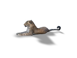 Leopard laid down on the ground on white background