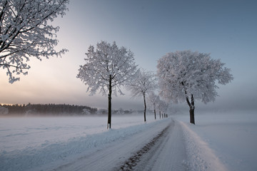 calm winter morning on a field with trees and fog during sunrise blue hour with iced trees and fog