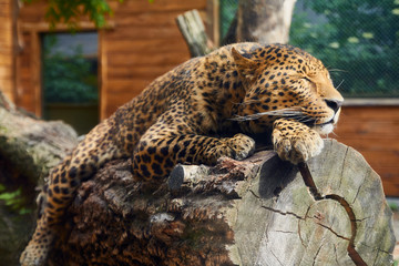 Sleeping leopard on a beam