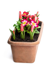 Dwarf tulips and primrose in rectangular pot isolated on white