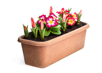 Dwarf tulips and primrose in rectangular pot isolated on white