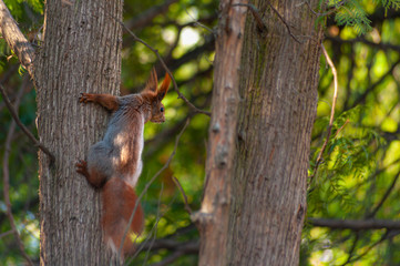 Close-up of one red squirrel climbing on the tree trunk in the forrest