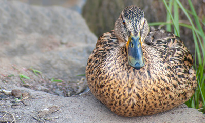 Close-up of wild duck sitting on the ground and looking to camera, front view