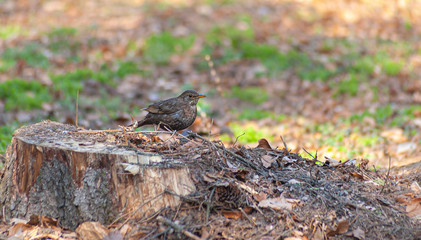a small bird sitting on a tree stump in the forrest