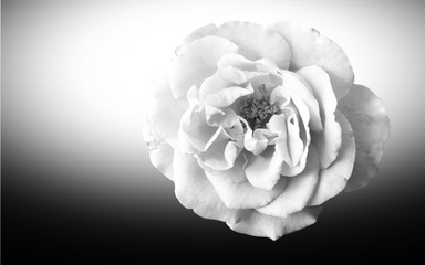 Rose in schwarz und weiß