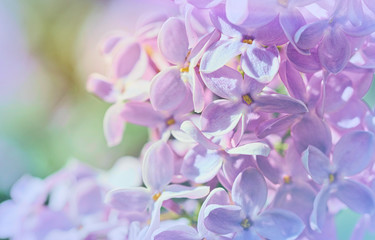 Purple flowers of spring lilac. Spring garden