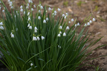 スノーフレーク