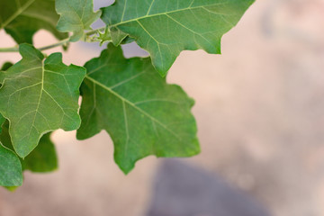 Eggplant green leaves pattern.