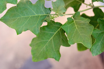 Eggplant green leaves pattern.