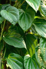 Obraz premium Wild Betel Leafbush green leaves pattern.