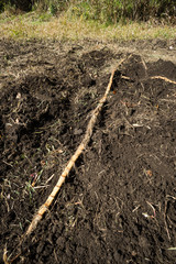 掘り起こした竹の根っこ