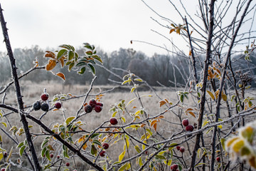 flowers in the field