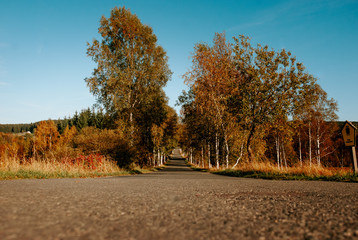 Obraz premium autumn in the park