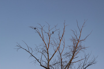 Two birds are sitting on a leafless branch against the evening blue sky. Silhouette of a tree against the sky with two ravens. Spring season, space for text, wallpaper, copy space