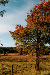 Naklejka premium autumn in the park
