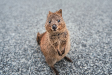 Smiling quokka posing for the camera, Rottnest Island, Western Australia. Quokka - the happiest animal on Earth