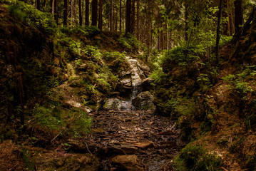 stream in the forest