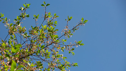 Ovary of cherries. Blooming cherry branch against the blue sky. Spring time