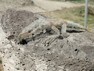 lizard on the stone
