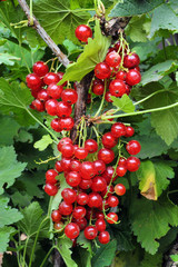 red currants on a branch