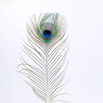single peacock feather with white background

