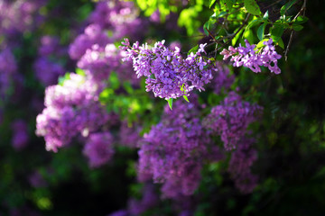Spring lilac flowers in blossom
