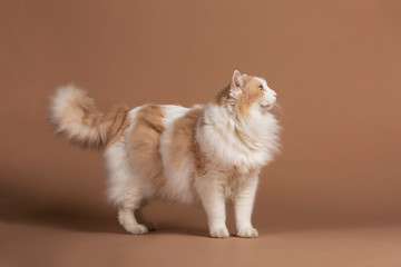 Light brown Turkish van cat with green eyes isolated and standing in front of a brown background and looking to the right