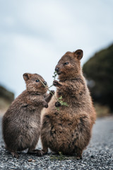 Mother and baby quokka eating green twigs. Cute quokkas on Rottnest Island, Western Australia. Funny animal family
