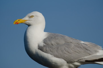 Close-up Of Seagull Against Clear Blue Sky