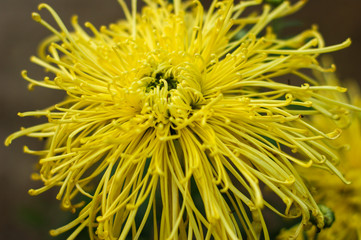 yellow dahlia flower