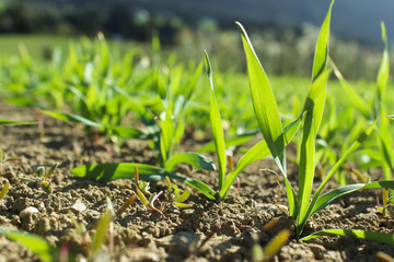 Imperial Gerste, Tyrolean Barley