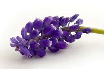 Naklejka premium blue hyacinth isolated on a white background