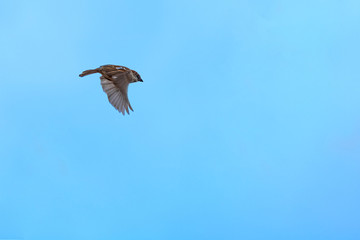 pájaro volando por el cielo azul