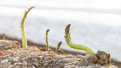 Nicht geernteter grüner Spargel auf einem Feld in Nordrhein-Westfalen