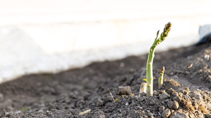 Nicht geernteter grüner Spargel auf einem Feld in Nordrhein-Westfalen