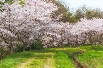 満開の桜と自然風景