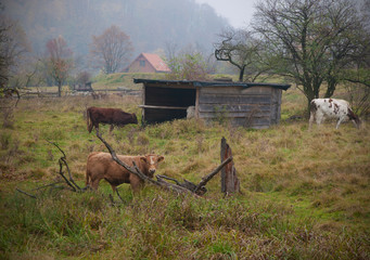 Krowy na polanie © Jacek