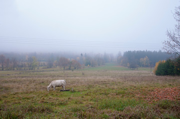 Mglista polana z krową wiejską.