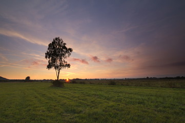 Fototapeta na wymiar Tree in the meadow during sunset