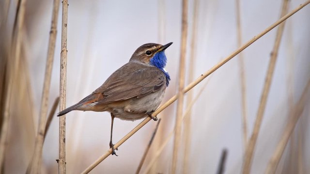 White-spotted bluethroat singing