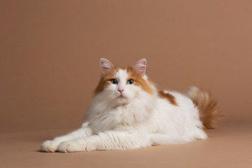 Turkish van cat with green eyes isolated and laying on a brown background White fluffy angora fur...